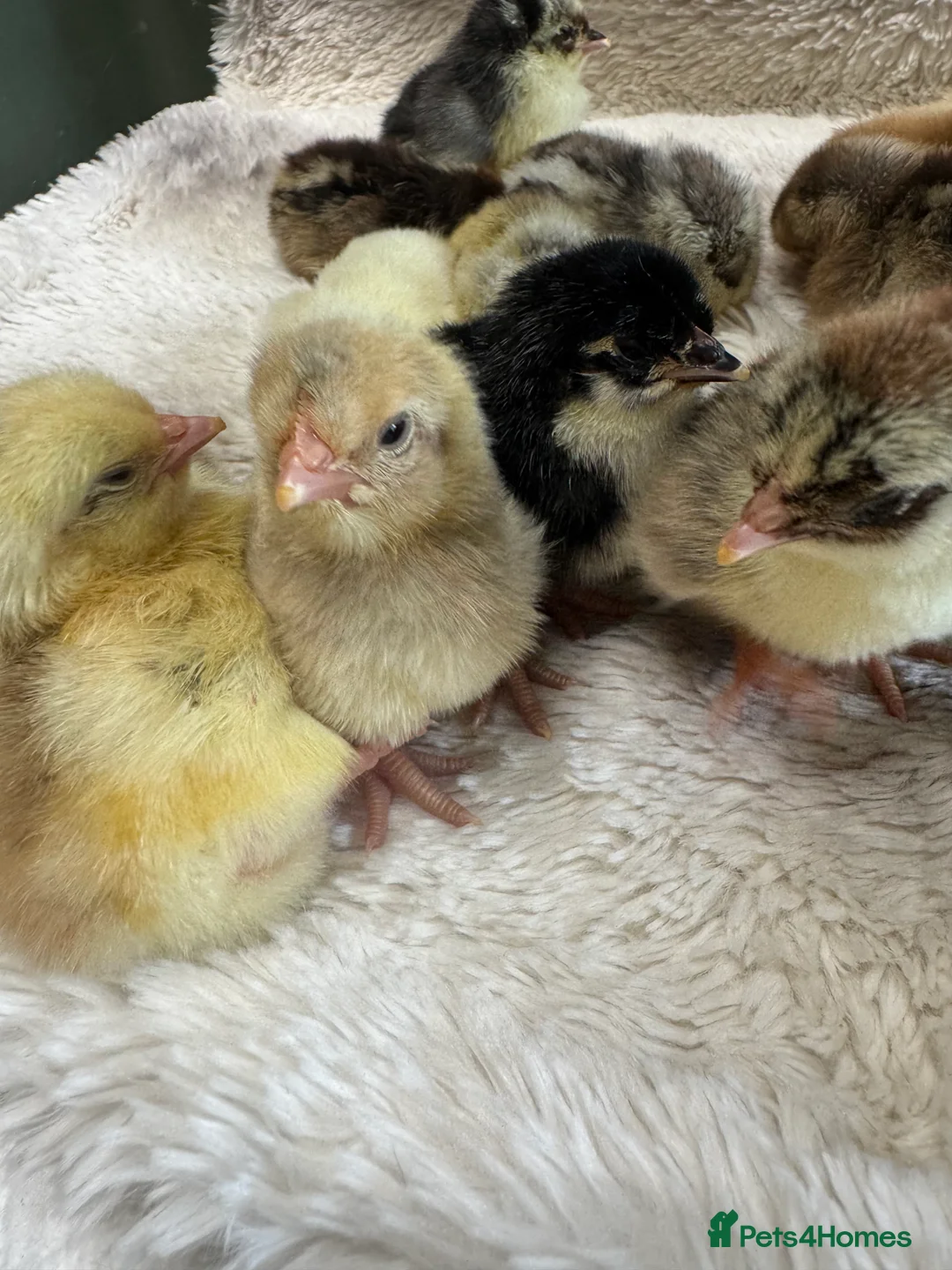 Chickens poultry for sale: *Swedish Flower Chicks* hatched 7/3/26 - Advert 2