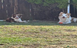 Border Collie dogs for sale: Teddy and cali are expecting!!!  - Image 1