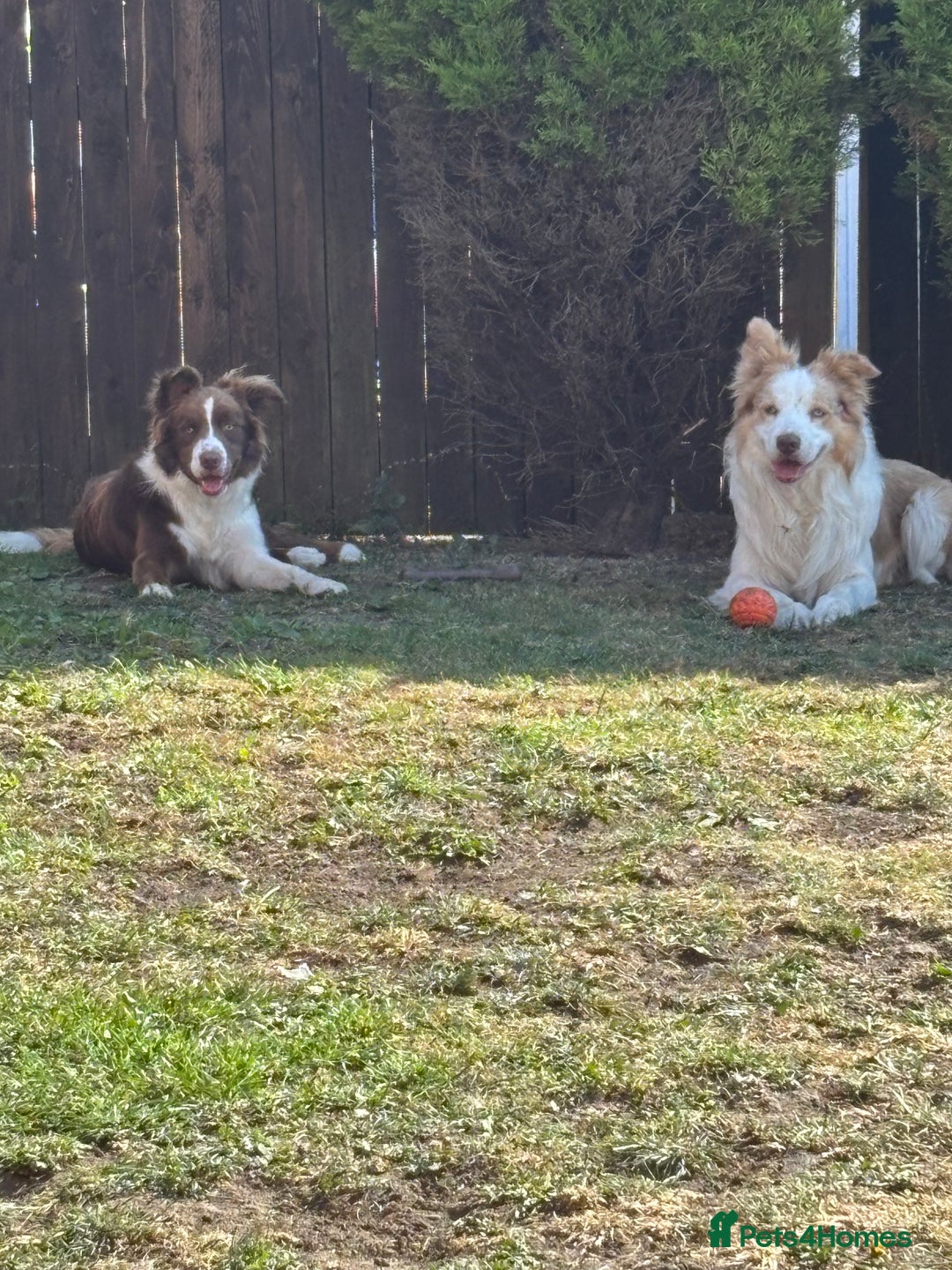 Border Collie dogs for sale: Teddy and cali are expecting!!!  - Image 1