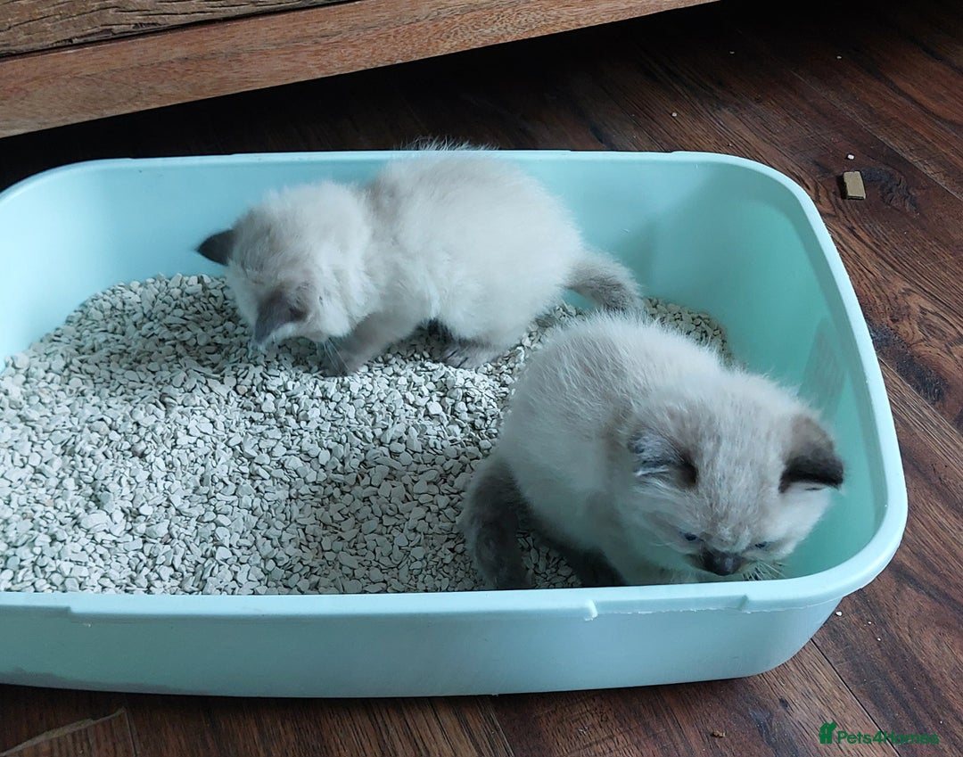 Ragdoll cats for sale: Beautiful chunky kittens ready to leave soon - Image 15