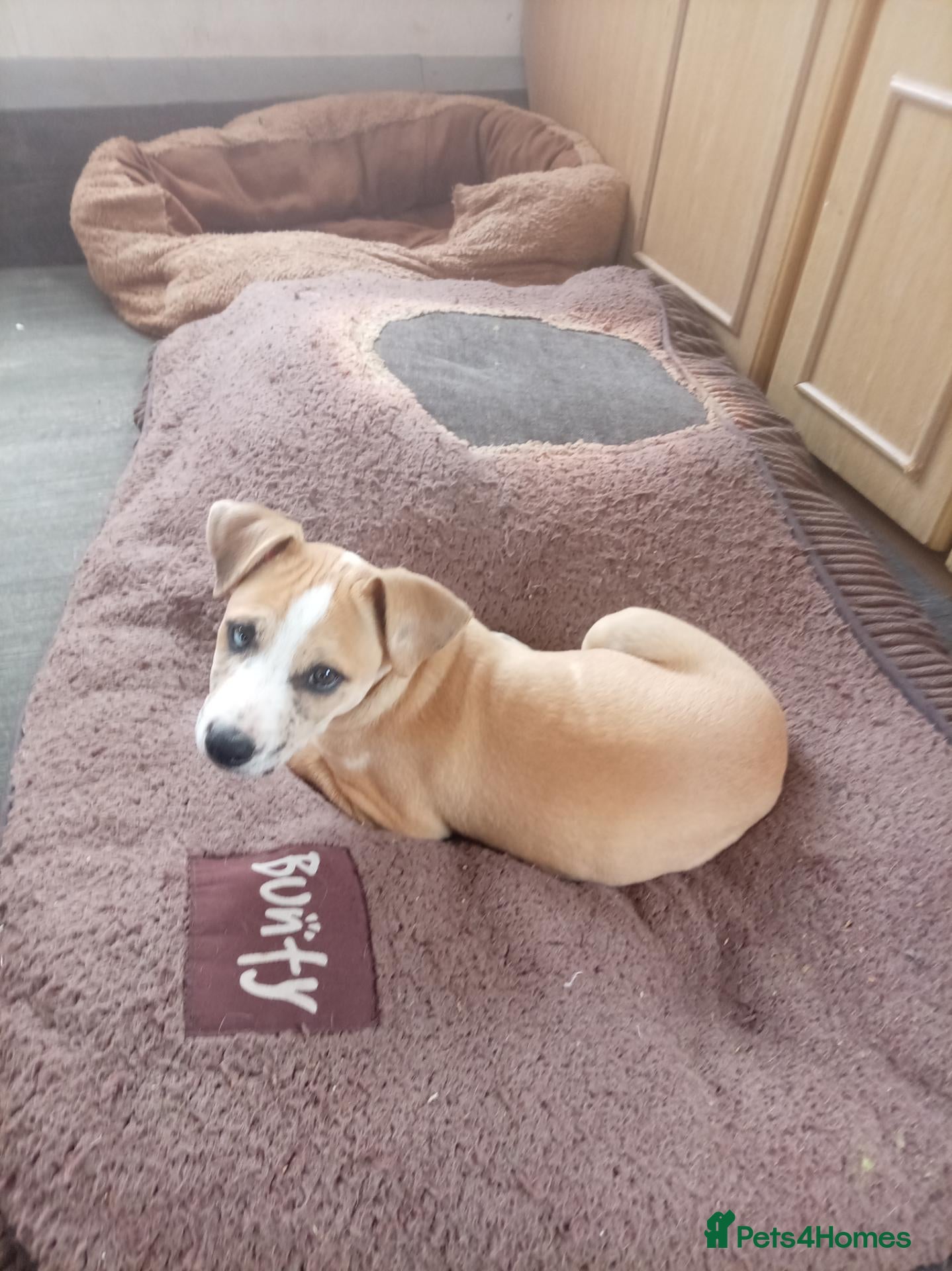 Mixed Breed dogs Lurcher bull puppies for sale - Advert 20