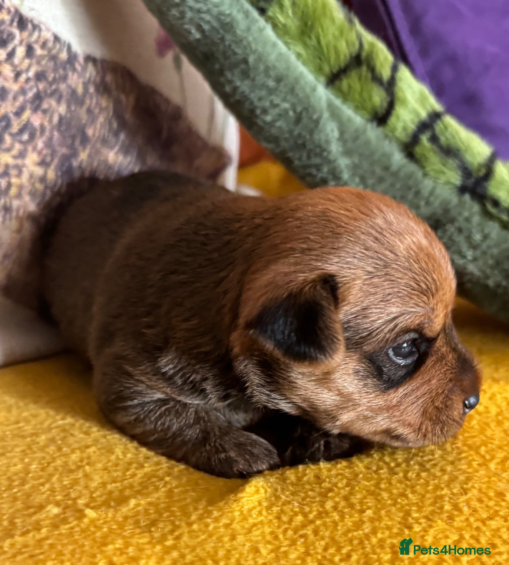 Jack Russell dogs Gorgeous Health Tested Home Bred pups - Advert 1