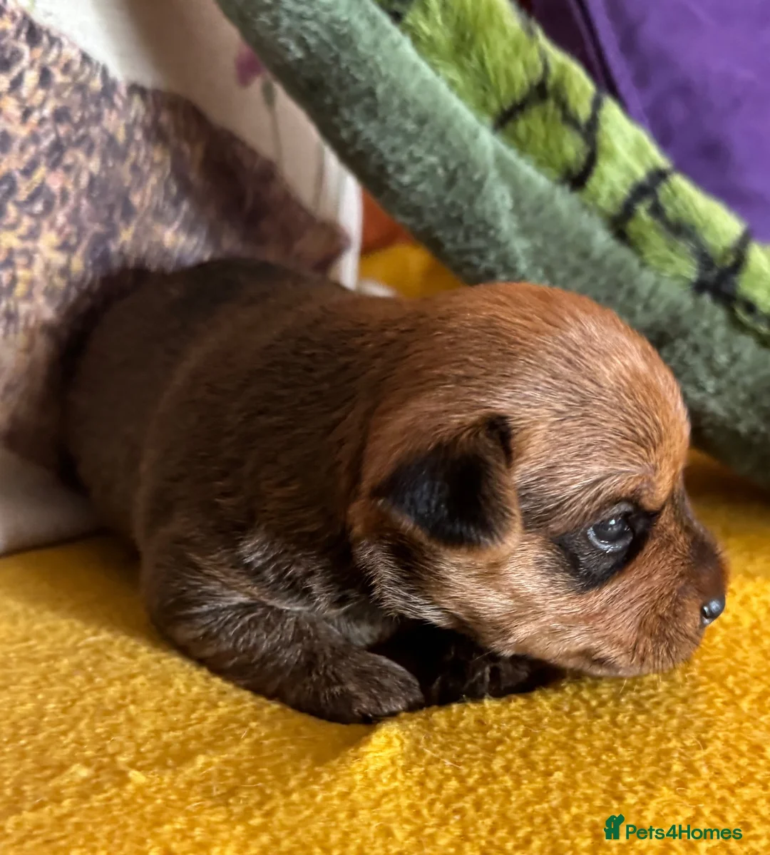 Jack Russell dogs for sale: Gorgeous Health Tested Home Bred pups - Advert 1