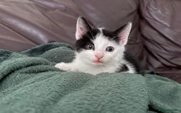 Domestic Shorthair cats for sale: 5 adorable kittens ready now - Image 5