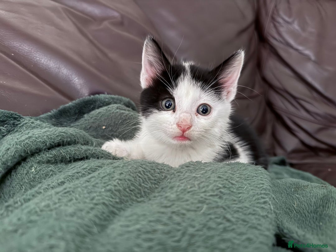 Domestic Shorthair cats for sale: 5 adorable kittens ready now - Image 5
