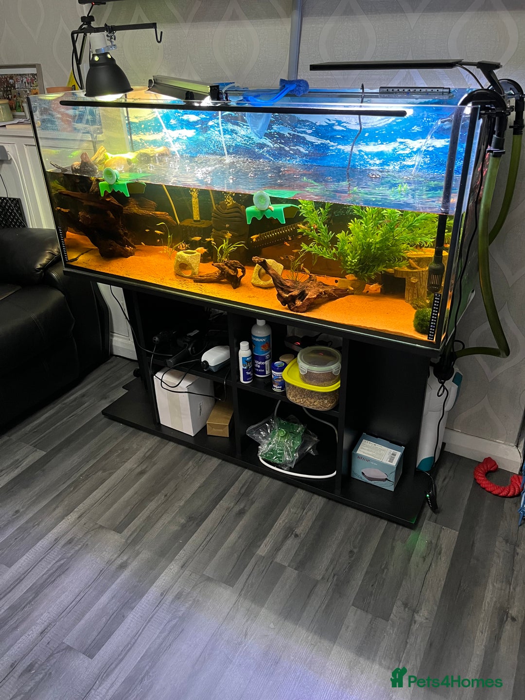 Turtle reptiles for sale: Musk turtle and full set up - Image 2