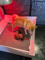 Japanese Shiba Inu dogs - Advert 4