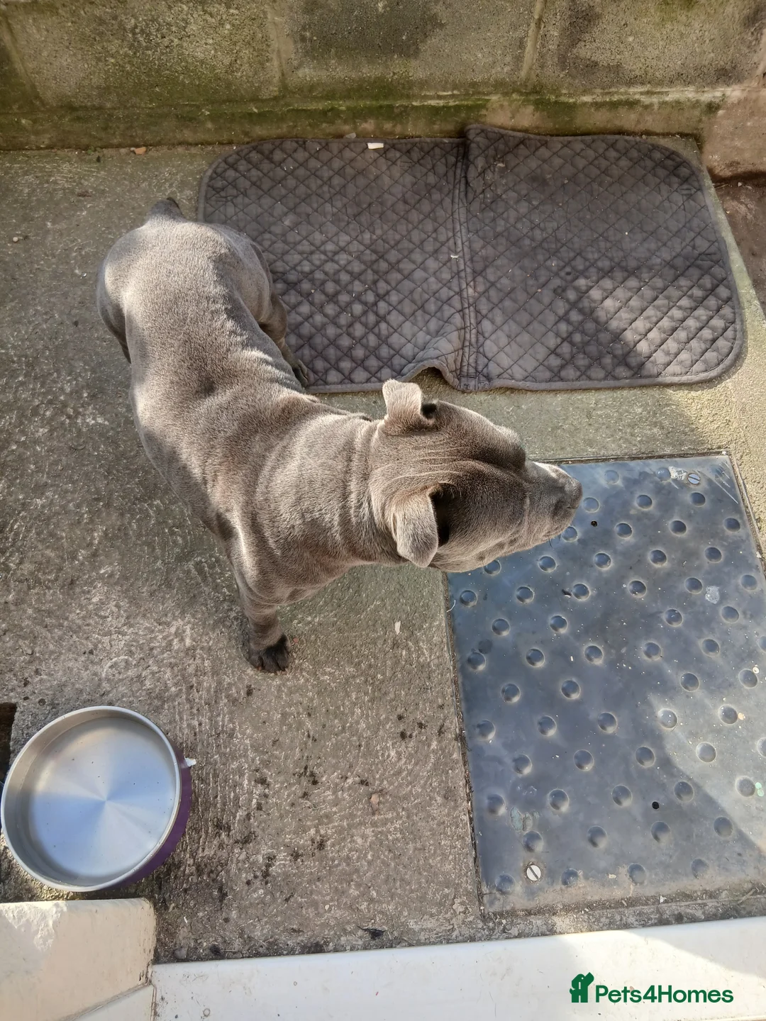 Staffordshire Bull Terrier dogs for sale: Blue male 23month old intact staffy in Weston-super-Mare - Advert 3