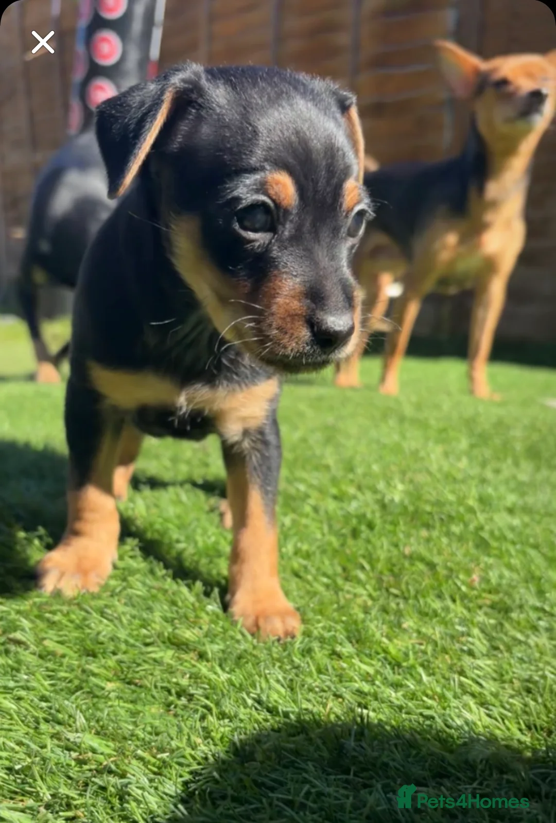 Mixed Breed dogs for sale: Rare Chihuahua x Miniature Pinscher Boy  - Advert 2