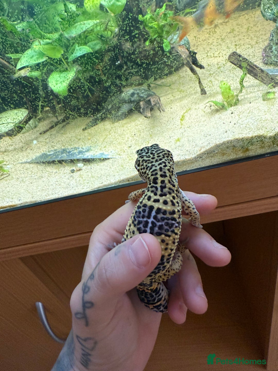 Mixed Breed reptiles for sale: Beautiful leopard gecko with full set up  - Image 3