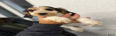 Cocker Spaniel 1