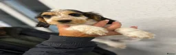 Cocker Spaniel dogs for sale: Kc reg cocker soaniels - Advert 6