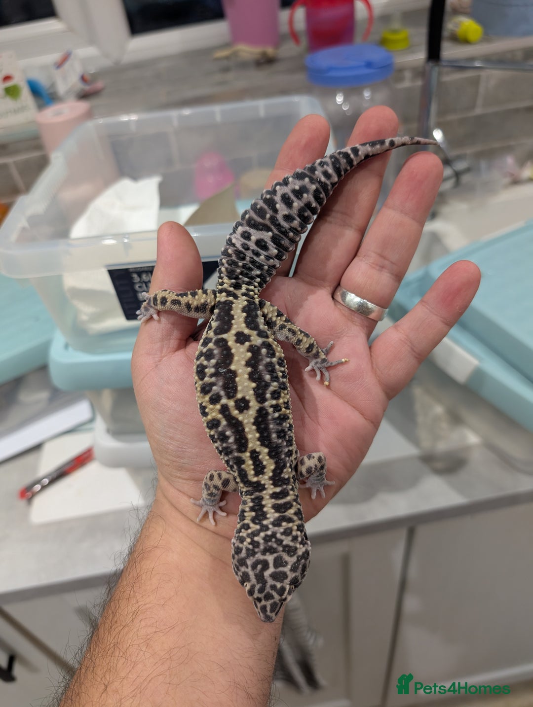 Leopard Gecko reptiles for sale: High end leopard geckos and red ackie monitors  - Advert 3