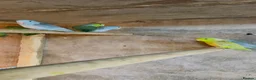 Mixed Breed birds for sale: Different types of birds *read description*  - Advert 15