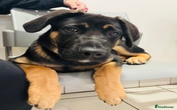 Mixed Breed dogs for sale: Louis - Image 1
