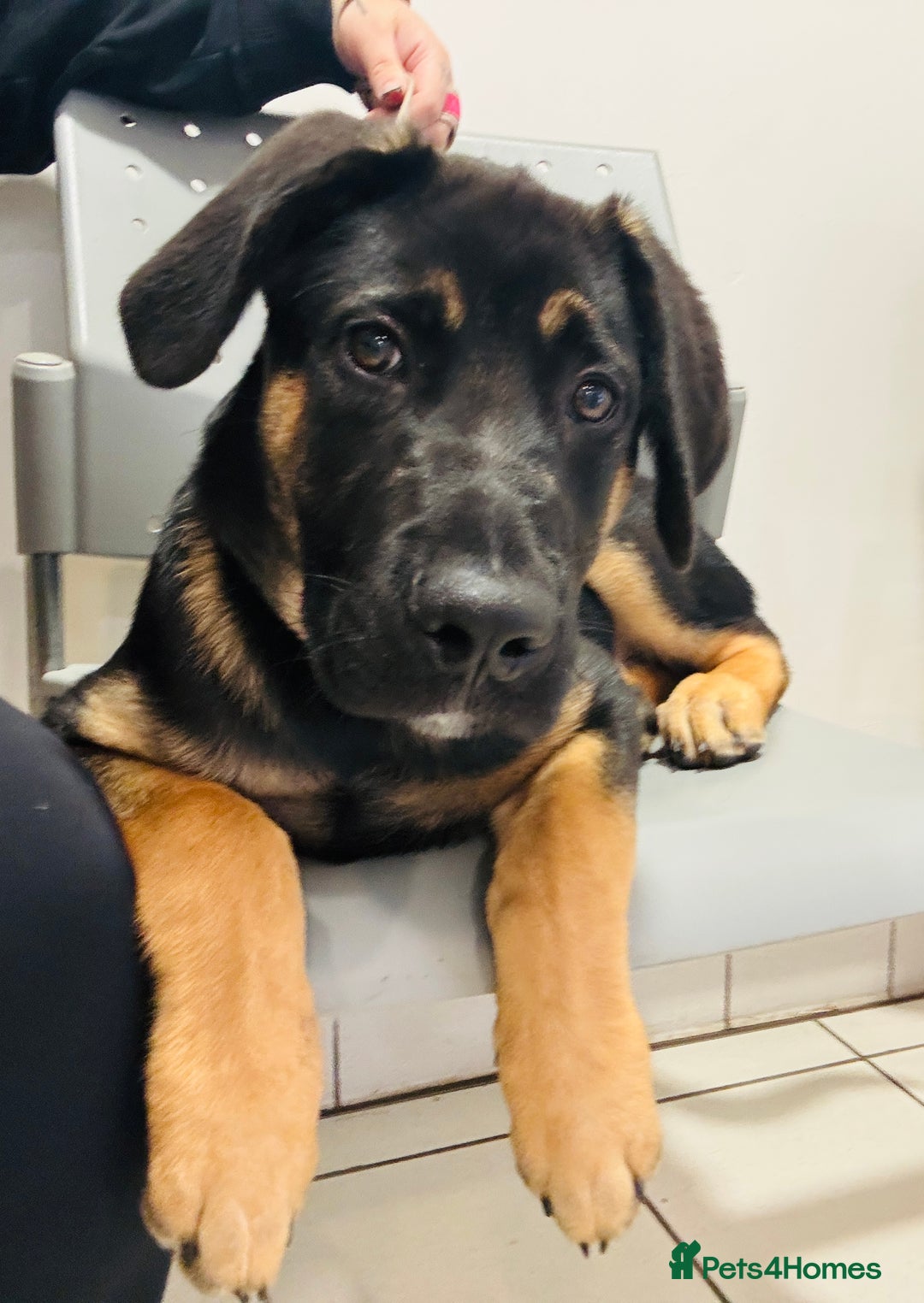 Mixed Breed dogs for sale: Louis - Image 1