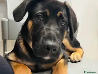 Mixed Breed dogs Louis - Advert 14