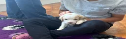 Beagle dogs for sale: Health Tested & Kennel Club Registered Beagle Pups - Advert 13
