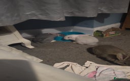 Flemish rabbits for sale: Pure flemish  - Image 2