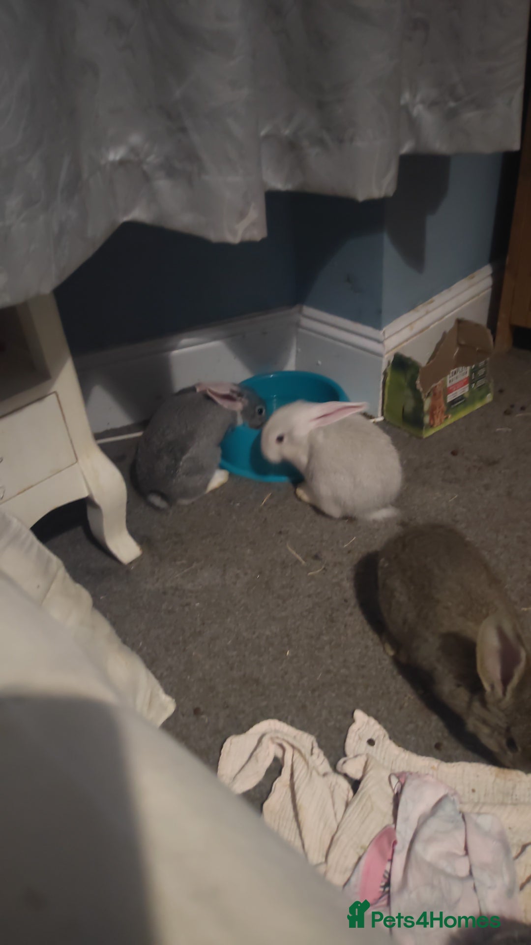 Flemish rabbits for sale: Pure flemish  - Image 2