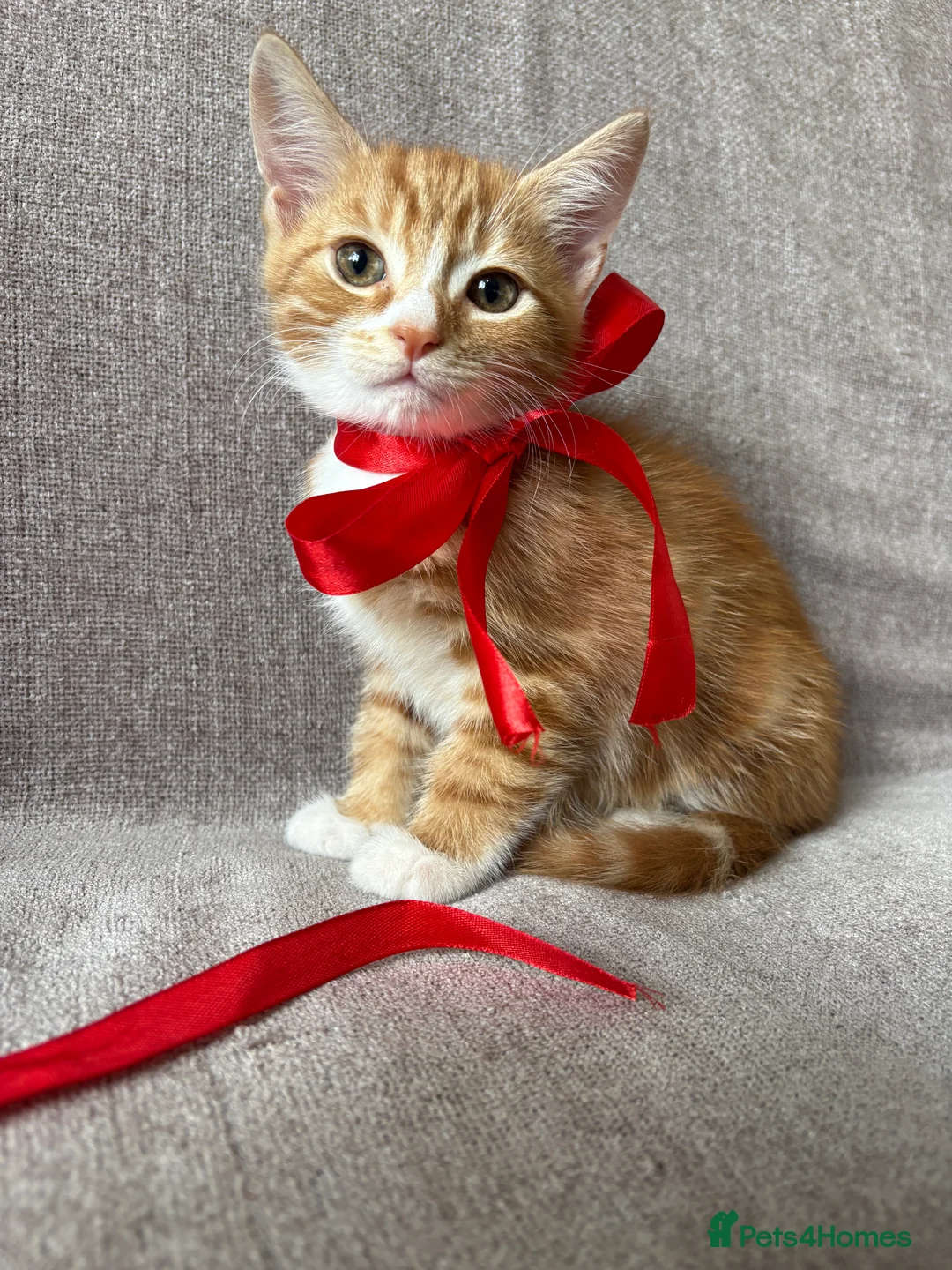 Mixed Breed cats for sale: Gorgeous healthy kitten looking for a loving home  - Advert 2