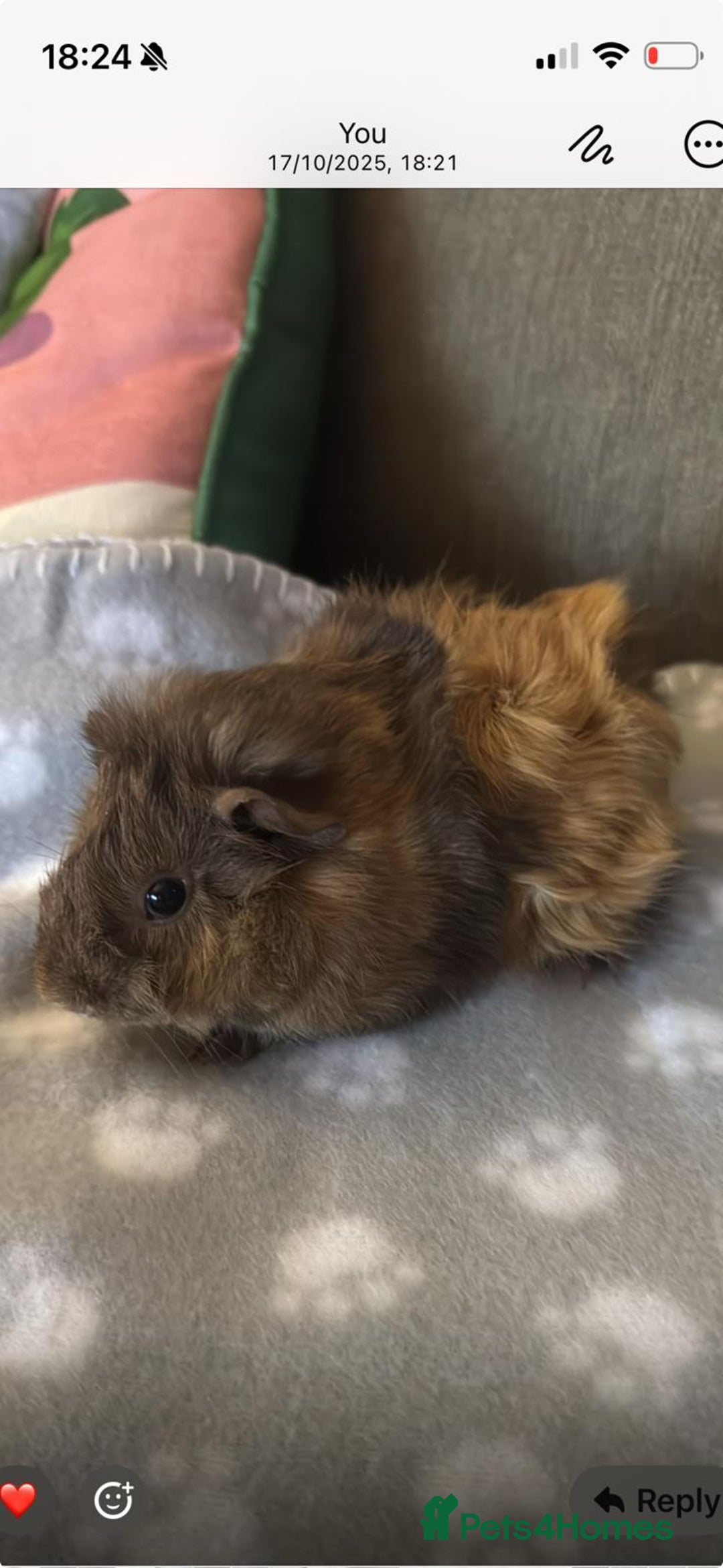 Guinea Pig rodents for sale: Two Guinea pigs for sale cage included  - Advert 7