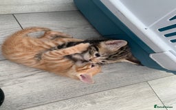 Mixed Breed cats for sale: Kittens for sale   - Image 2