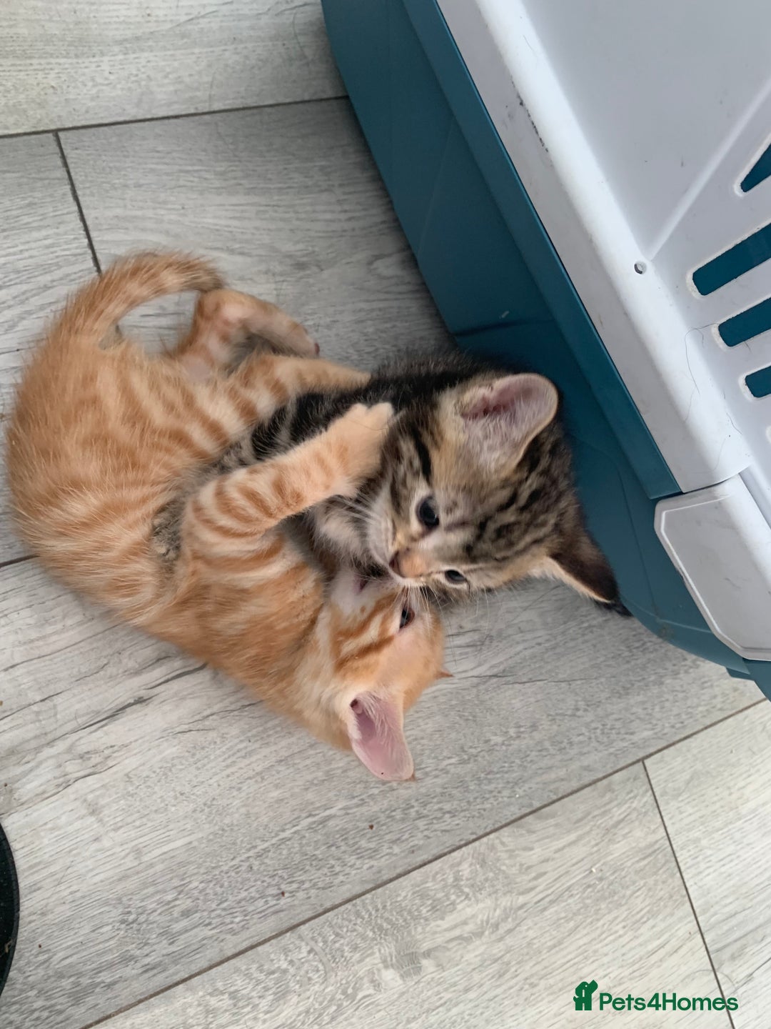 Mixed Breed cats for sale: Kittens for sale   - Image 2