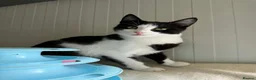 Mixed Breed cats for adoption: Bernie - Guildford surrey  - Advert 6