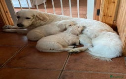 Golden Retriever dogs for sale: STUNNING RETRIVER PUPPIES NOW READY  - Advert 4