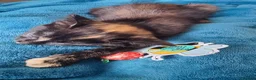 Mixed Breed cats for sale: Little best friends - Advert 3
