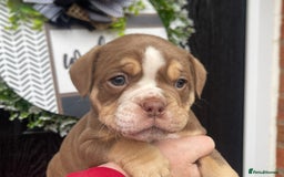 Olde English Bulldogge dogs for sale: Olde English Bulldogs - Advert 33