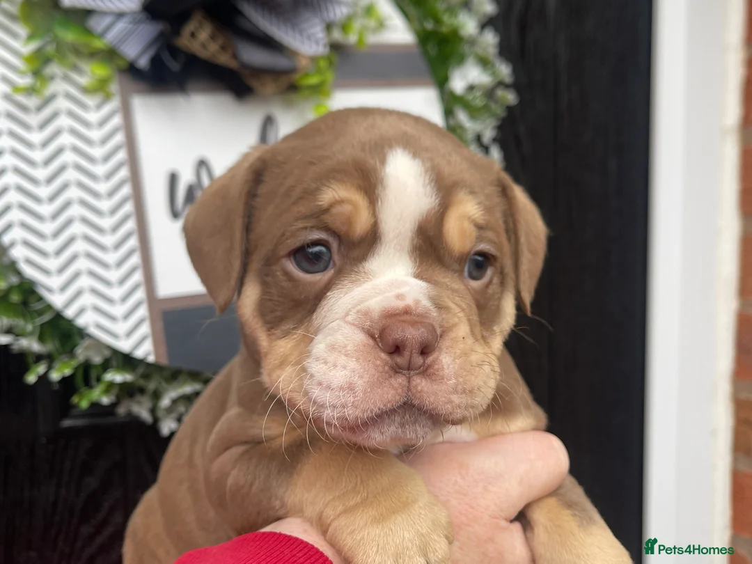 Olde English Bulldogge dogs for sale: Olde English Bulldogs - Advert 30