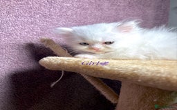 Persian cats for sale: Purebred Persian Kittens Rare White Coat&Blue Eyes - Image 5