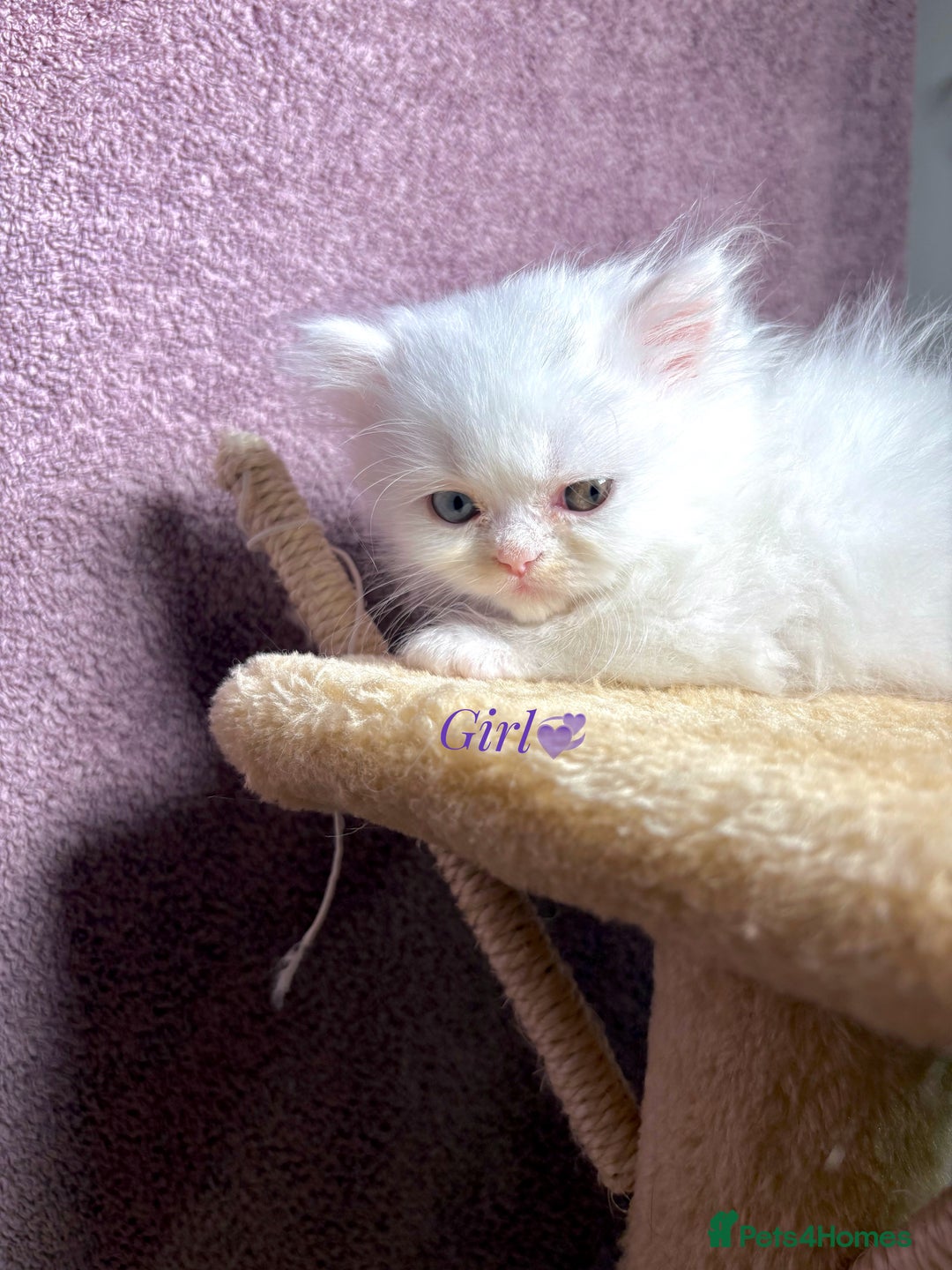 Persian cats for sale: Purebred Persian Kittens Rare White Coat&Blue Eyes - Image 5