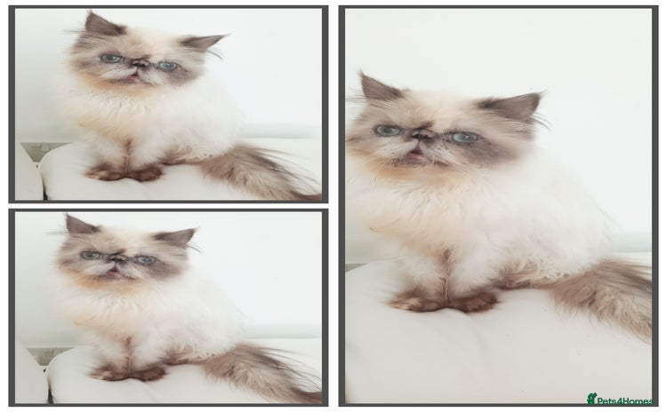 Persian cats - Advert 3