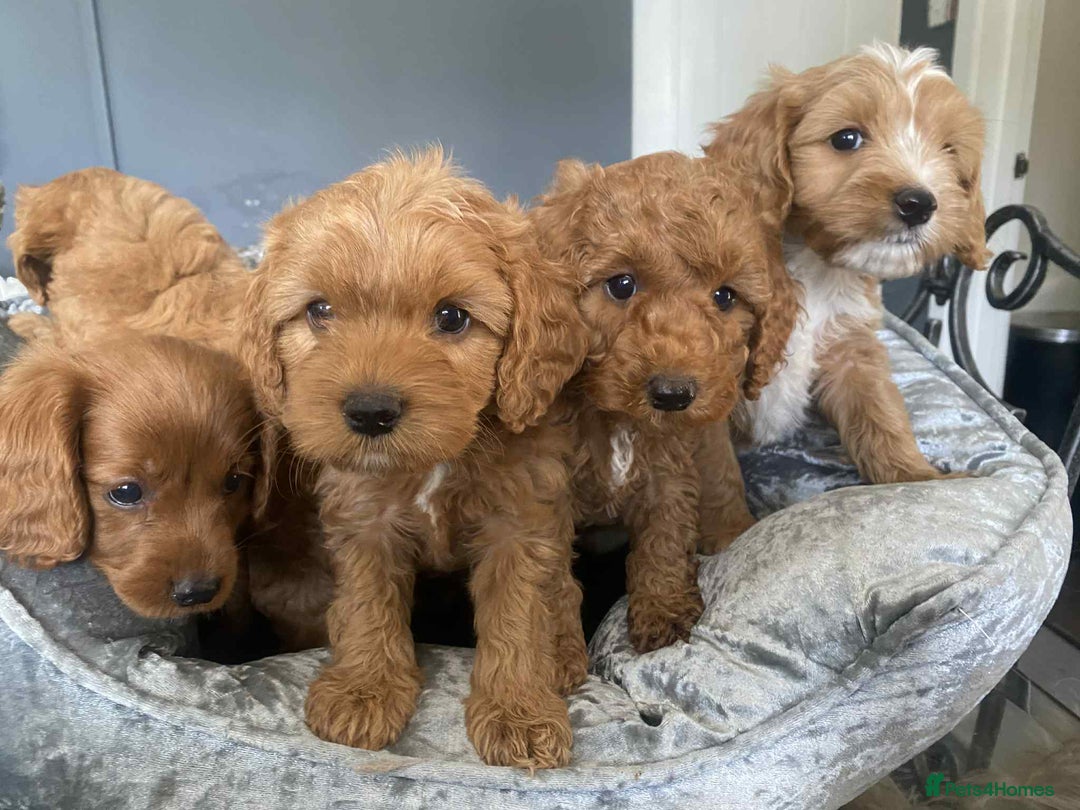Cavapoo dogs for sale: Cavapoo puppy’s  - Image 4