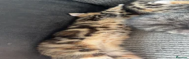 Maine Coon 2