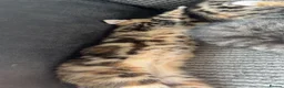Maine Coon cats for sale: Half Maine coon kittens unique calico markings  - Advert 9