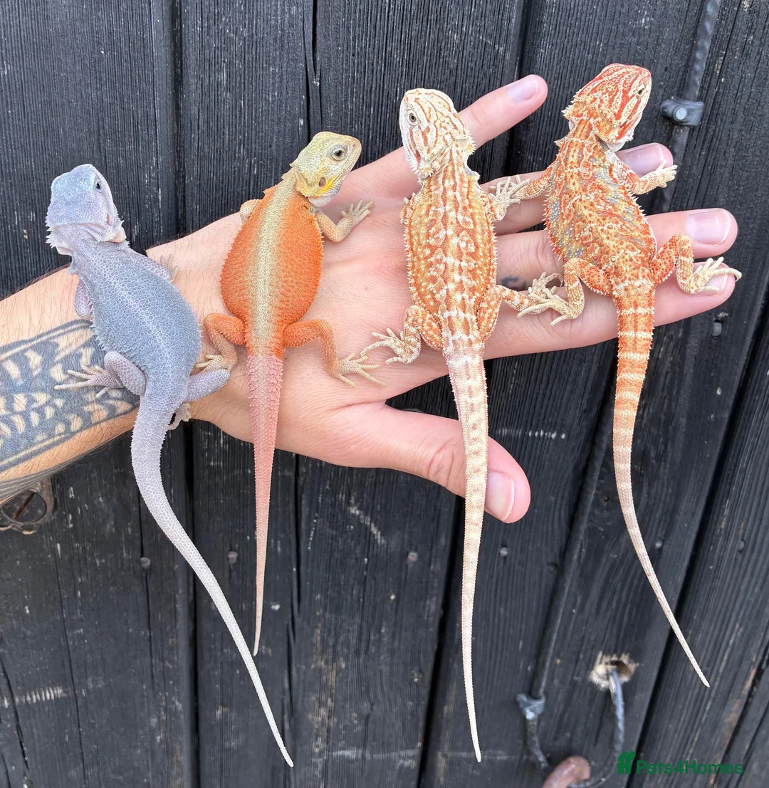 Bearded Dragon reptiles for sale: Various Bearded Dragon Morph Babies - Advert 1