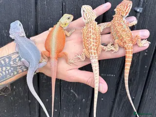 Bearded Dragon reptiles Various Bearded Dragon Morph Babies - Advert 1