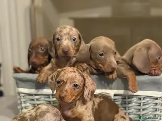 Miniature Dachshund dogs Kc reg miniature dachshunds boys and girls - Advert 17