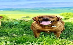 Mixed Breed dogs for sale: St berdoodle x Labrador puppies for forever homes  - Image 8