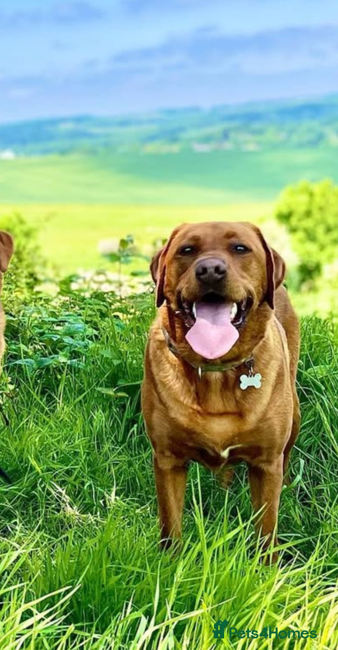 Mixed Breed dogs for sale: St berdoodle x Labrador puppies for forever homes  - Image 8