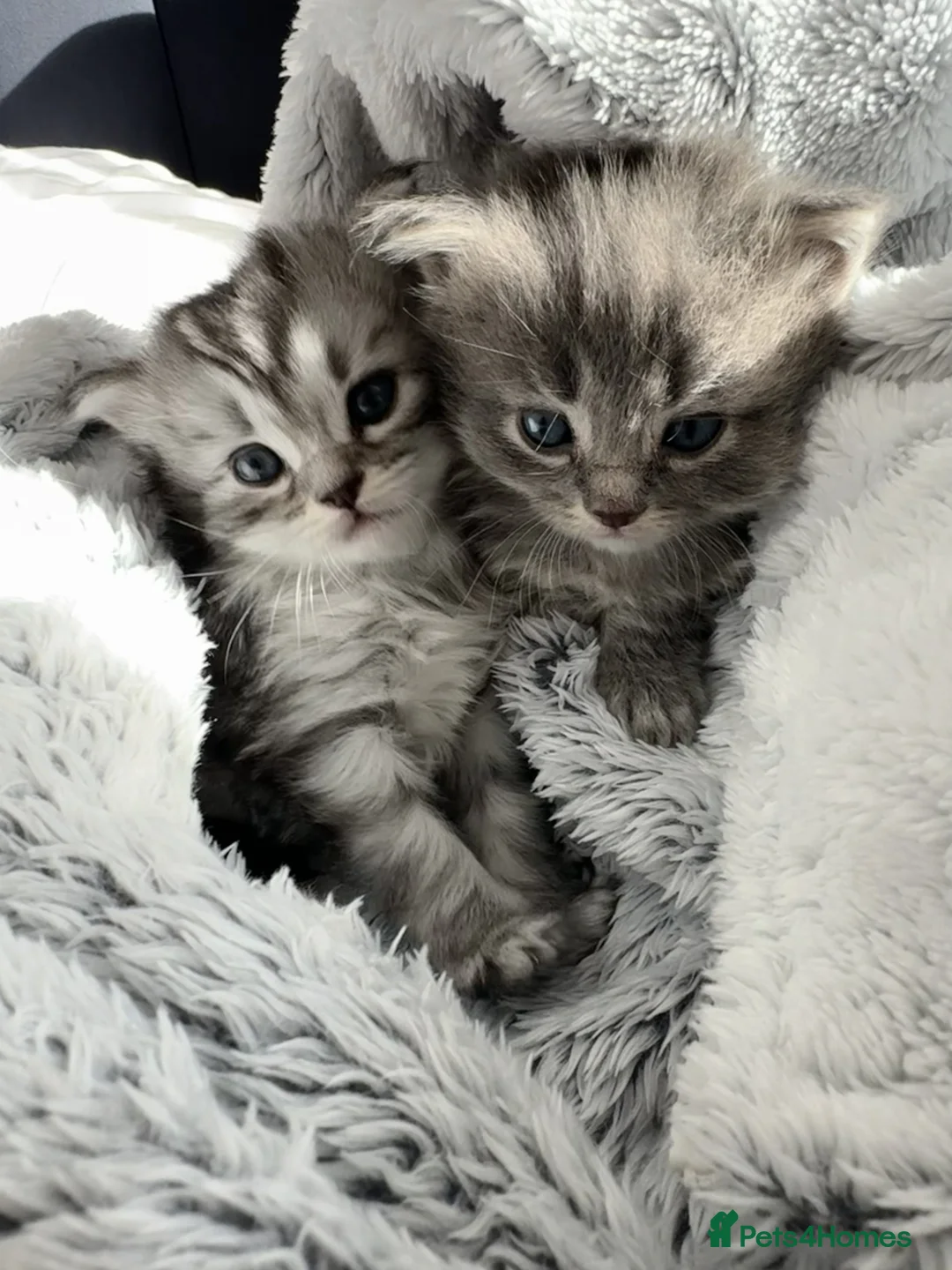Siberian cats for sale: Adorable Siberian X Kittens - 1 Boy & 1 Girl - Advert 1
