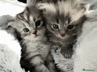 Siberian cats Adorable Siberian X Kittens - 1 Boy & 1 Girl - Advert 1