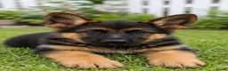 German Shepherd dogs for sale: German shepherd looking for home  - Advert 1