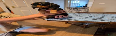 Dachshund Puppy 2