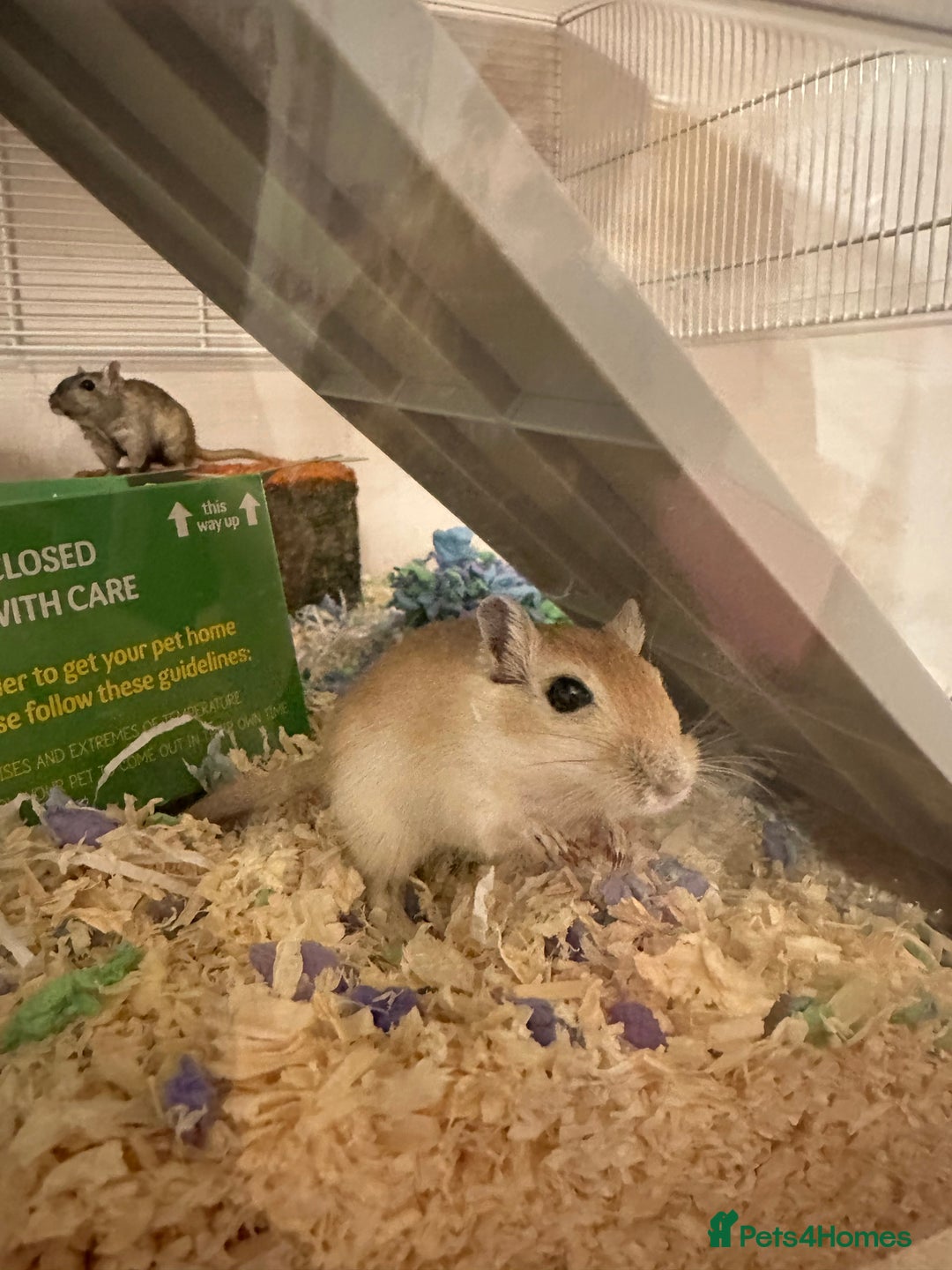 Gerbil rodents for sale: Please read description  - Advert 2