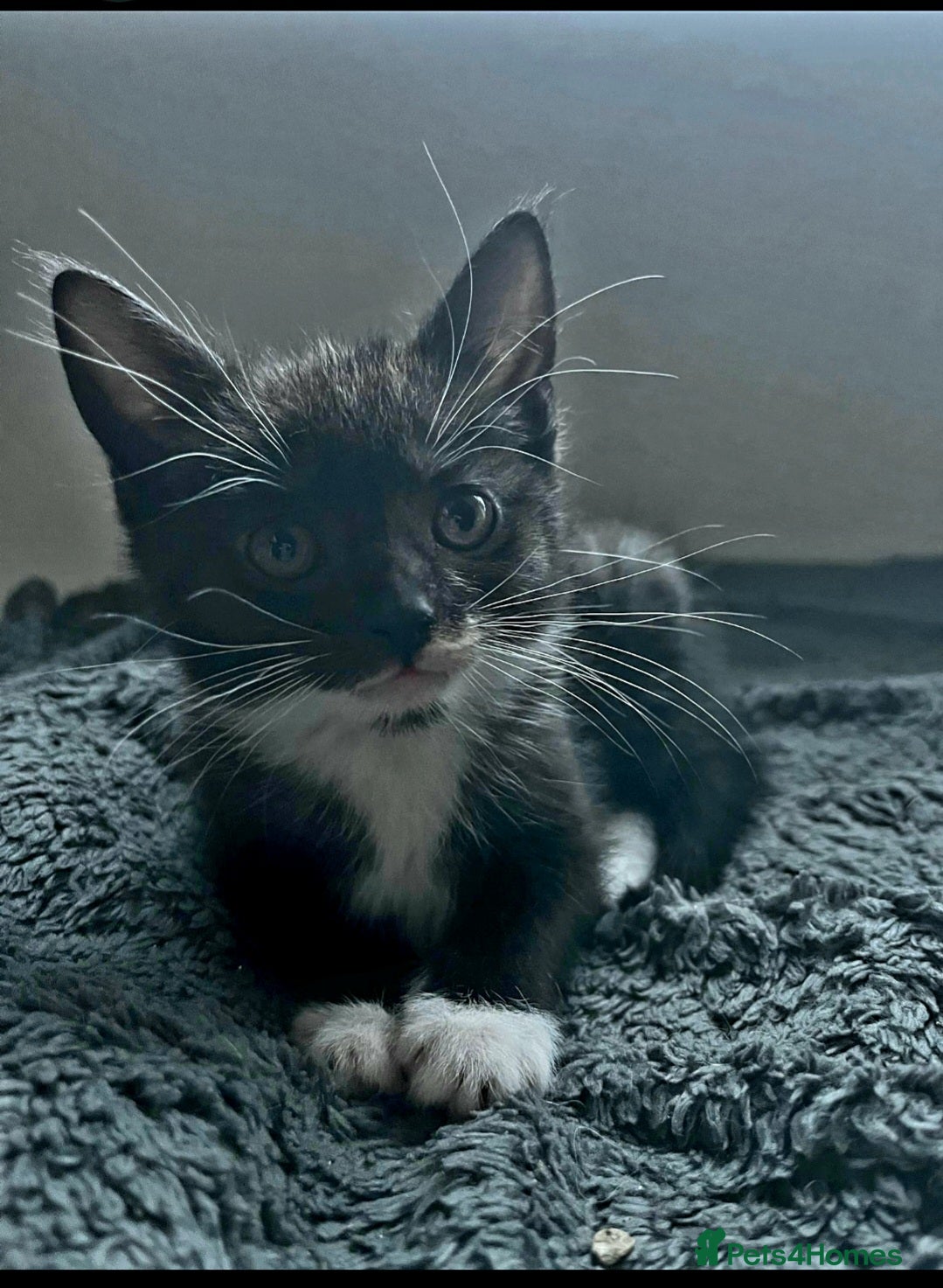 Mixed Breed cats Maine coon/ Norwegian forest kitten - Advert 2